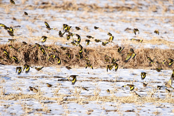 Flock of goldfinches happy to welcome the coming of spring | www