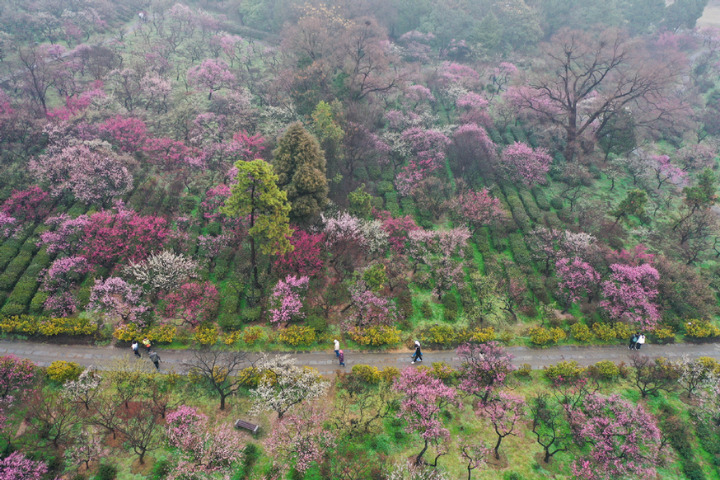 Int’l plum blossom festival kicks off in Nanjing