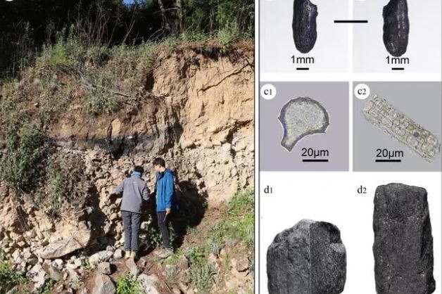 Researchers trace origins of rice variety