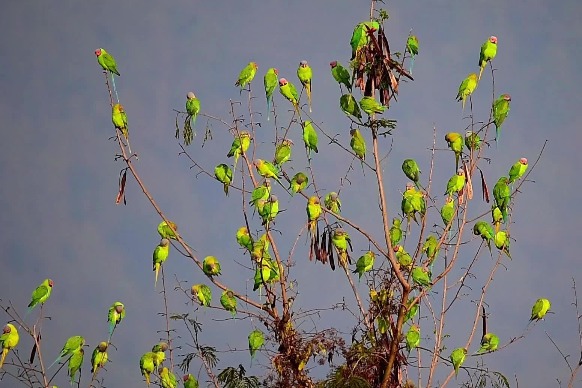 100 blossom-headed parakeets showed up in Ruili, Yunnan