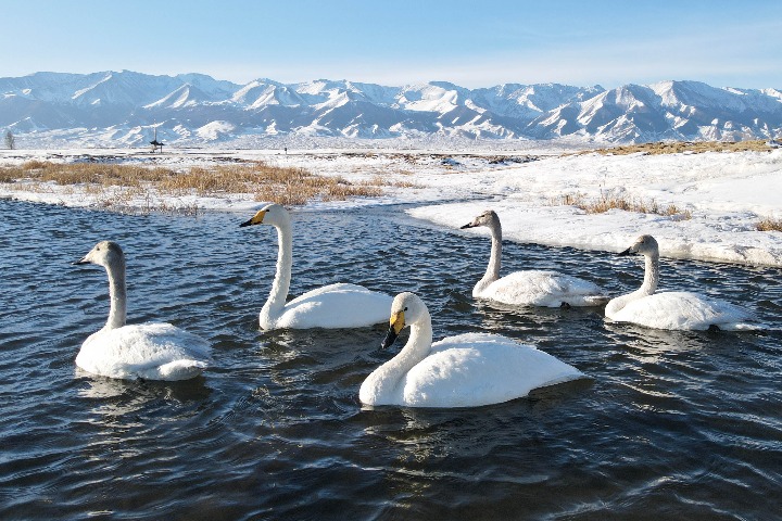 Swans framed by snow-capped mountains in Xinjiang