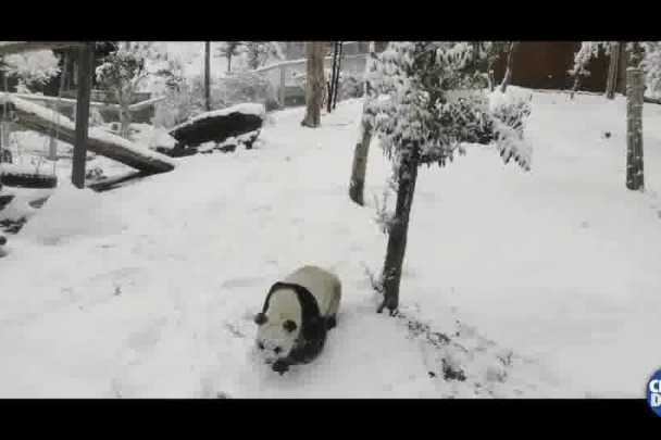 Panda has a blast on snowy day