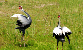 Harbin North Forest Zoo