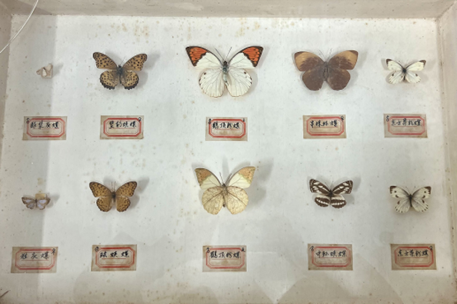 Photos and specimens of butterflies on exhibit in Guangdong