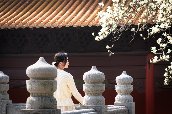 Magnolia flowers in full bloom at Chaotian Palace