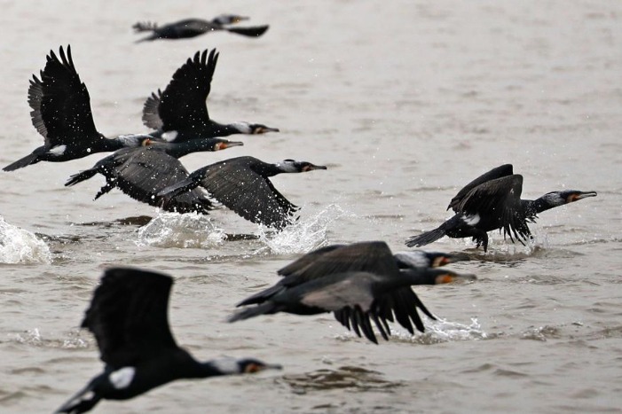 Ninghai Bay a magnet for birds — and watchers