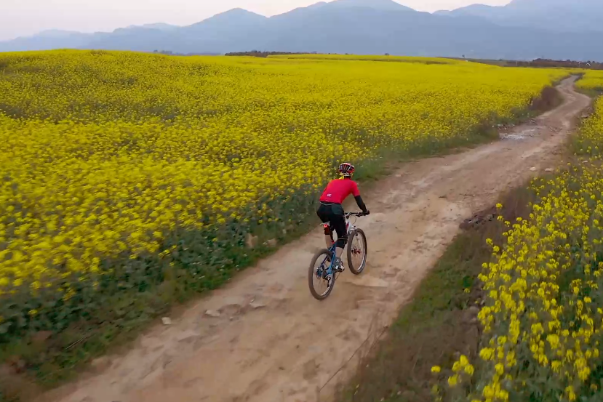Cycling through the vast sea of rapeseed flowers