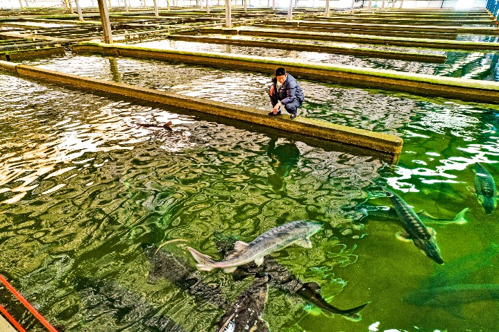 In Hubei, sturgeon bred for food and caviar