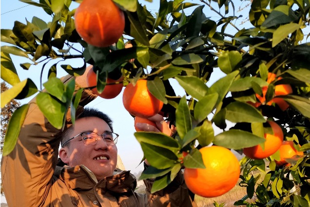 Modern orah mandarin industry boosts farmer's livelihood