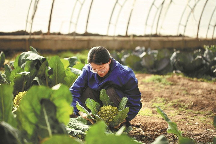 From fertile idea, a fresh seedling business sprouts