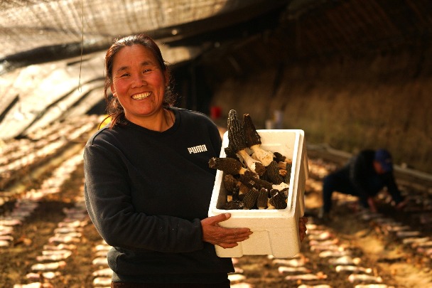 Medicinal fungus lifts incomes in Hebei