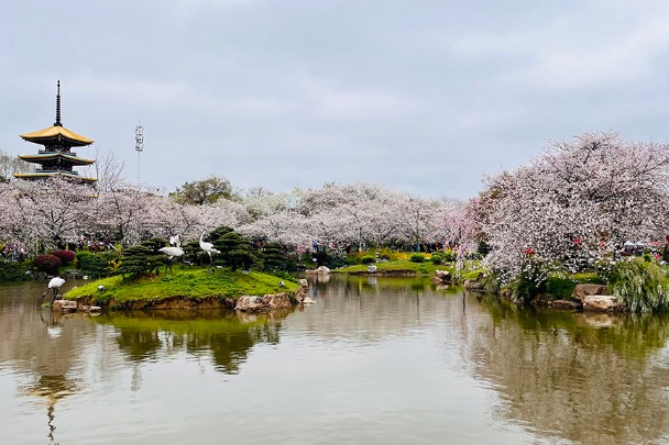 Flowering cherry blossoms abundant in East Lake scenic area in Wuhan
