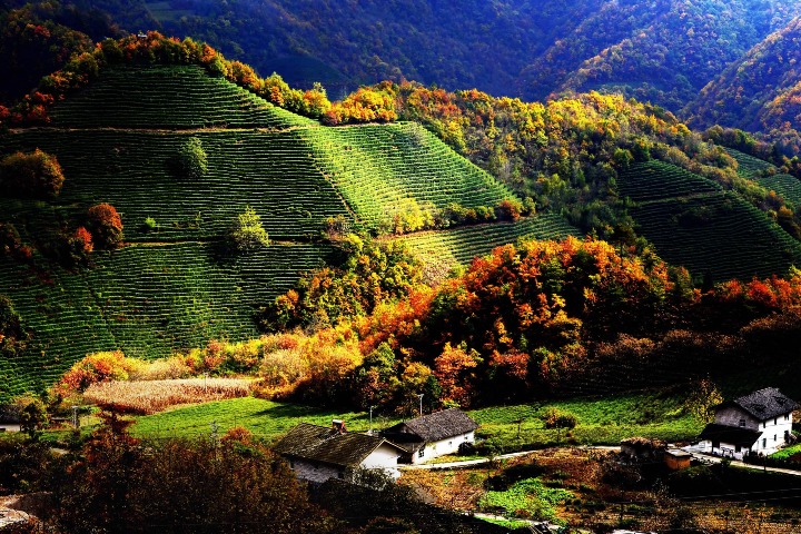 1st ‘Three Tea’ conference for tea and tourism held in Shennongjia