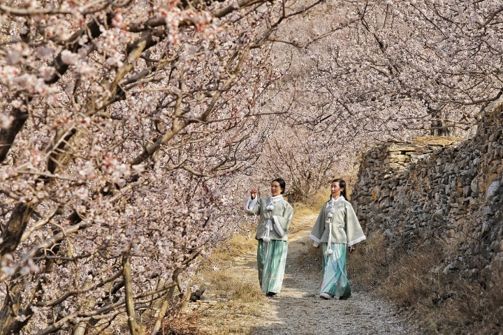 In Shandong, apricot blossoms signal success