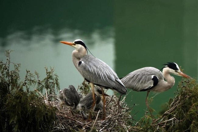 Spring weather brings birds to Guangyuan