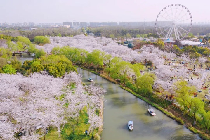 Cherry blossoms in full bloom at Shanghai’s Gucun Park