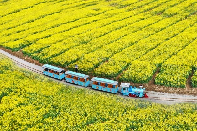 Cole flowers bloom in urban Zhejiang
