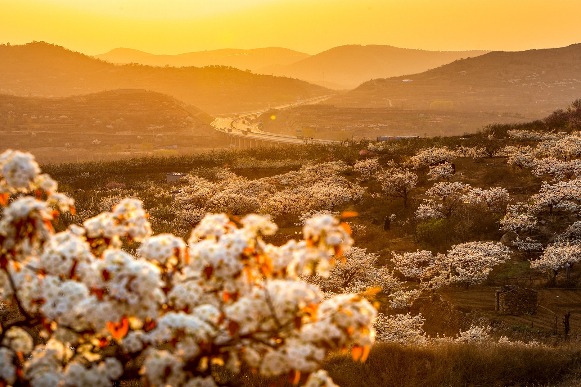 In rural Shandong, blossoms mark changing season