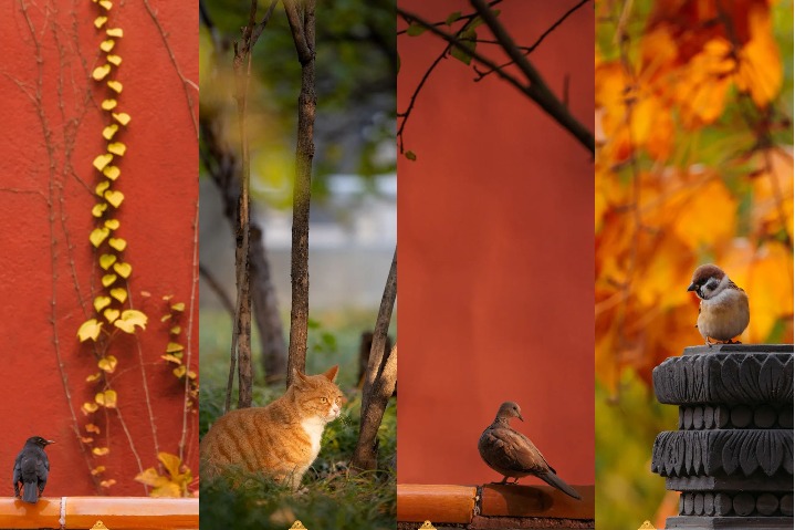 Small animals indulge in autumn scenery of the Palace Museum