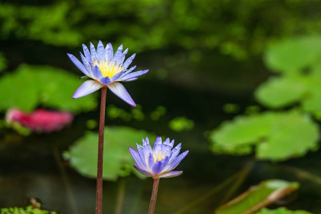 Water lilies bloom at botanical garden in Beijing