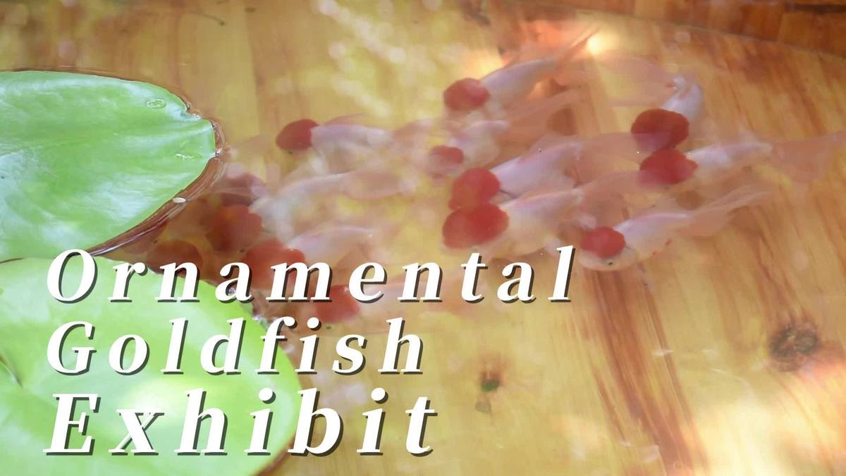 Goldfish exhibit accentuates refined lifestyle brand of mansion-turned-museum