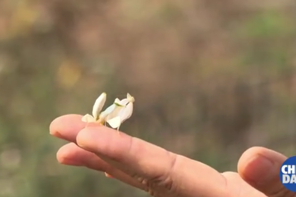 ‘Walking flowers’ captured in Yunnan