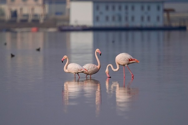 Playful flamingos having fun in the water