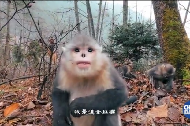 Public welfare project protects endangered species