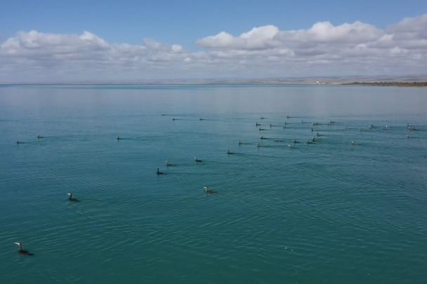 Meet the 'Fairy Lady' in Qinghai Lake