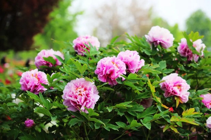 Peonies in full bloom in Heze
