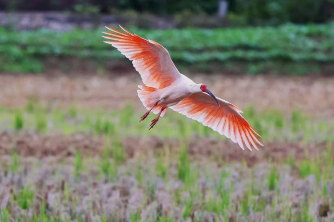 Caretakers spend decades protecting threatened species