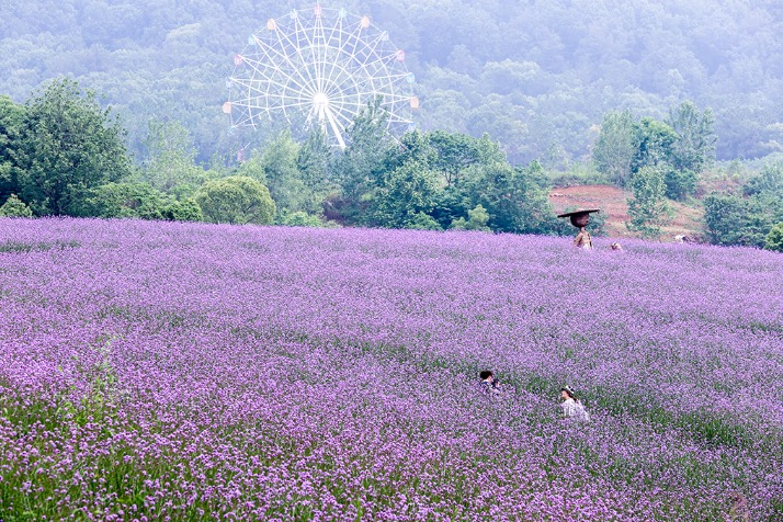 Verbena flowers in full bloom in Wuhan