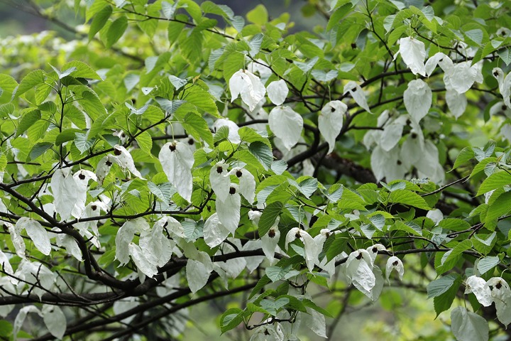 Flowers that look like white doves