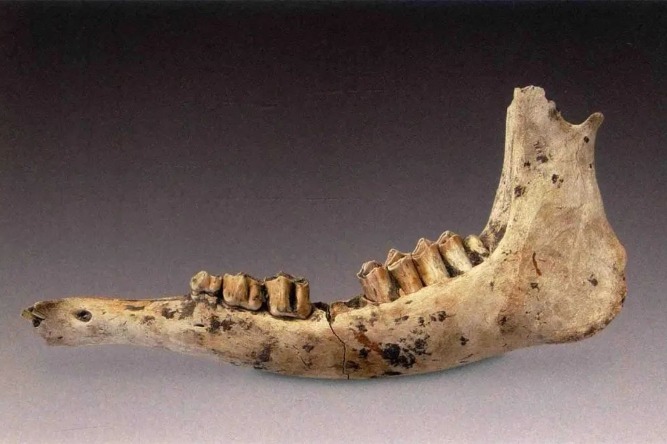 Jiangsu exhibit sheds light on archaeological finds at local site