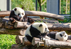 A province known as hometown of giant pandas