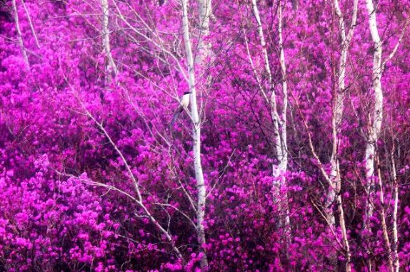 Summer approaches in Inner Mongolia