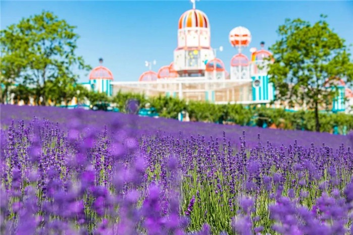 Shanghai International Resort a May Day holiday tourism hit