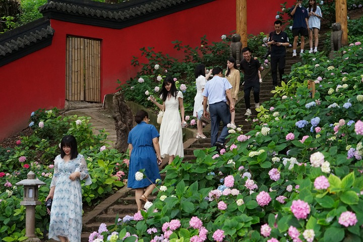 Beautiful hydrangea flowers bloom in Sichuan