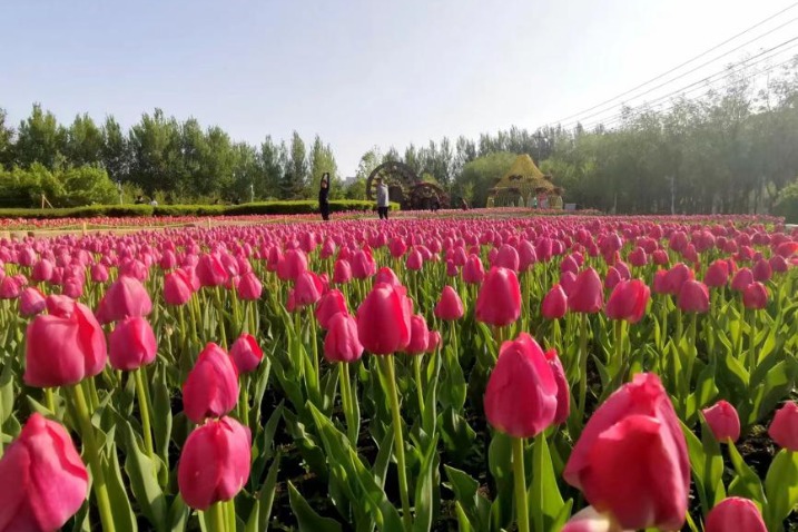 Visitors tiptoe through the tulips in Changchun