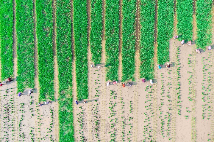 Fiscal funds generate new economic momentum for rural vitalization