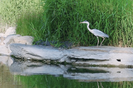 Majestic Heron at Peaceful Pond in Beijing
