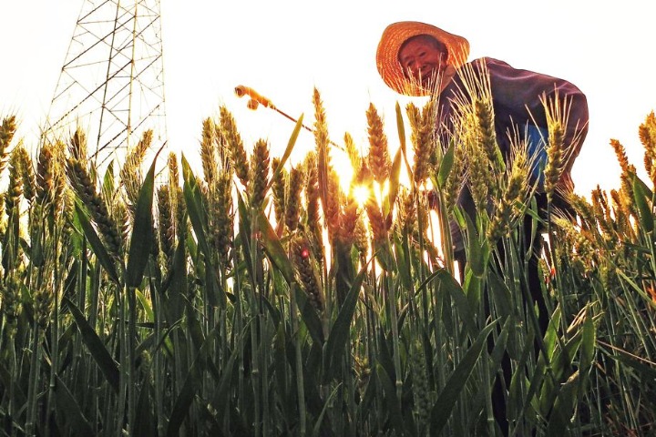 In Shanxi, farmers expect bumper crop of winter wheat