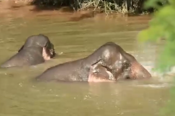 Two wild elephants cool off by a  Yunnan river