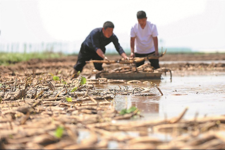 Lotus has ancient roots in Hebei village