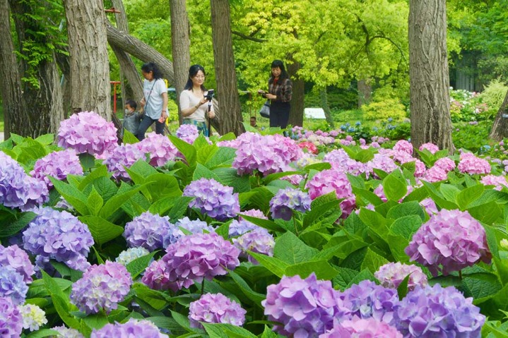 Hydrangeas exhibition kicks off in Shanghai Gongqing Forest Park