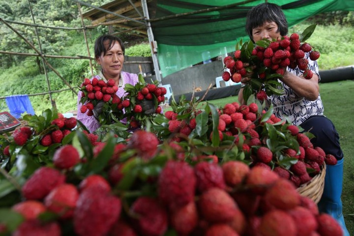 Ancient lychee trees thrive in Guangzhou