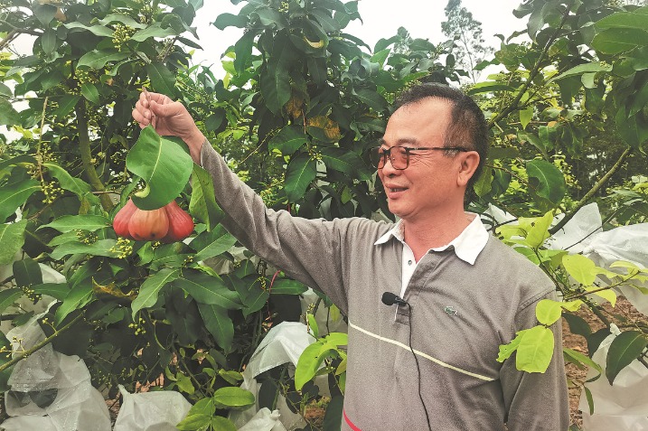 Hainan offers fertile ground for fruit farmers from Taiwan