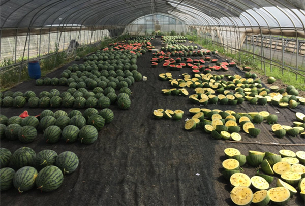 2 Ningbo agricultural labs win national recognition   