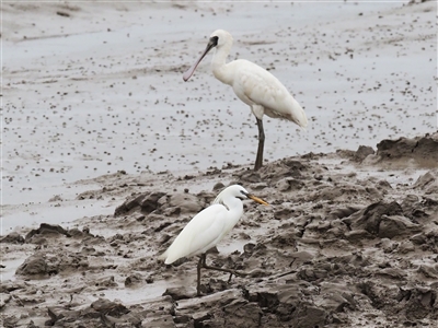Daishan conducts biodiversity survey