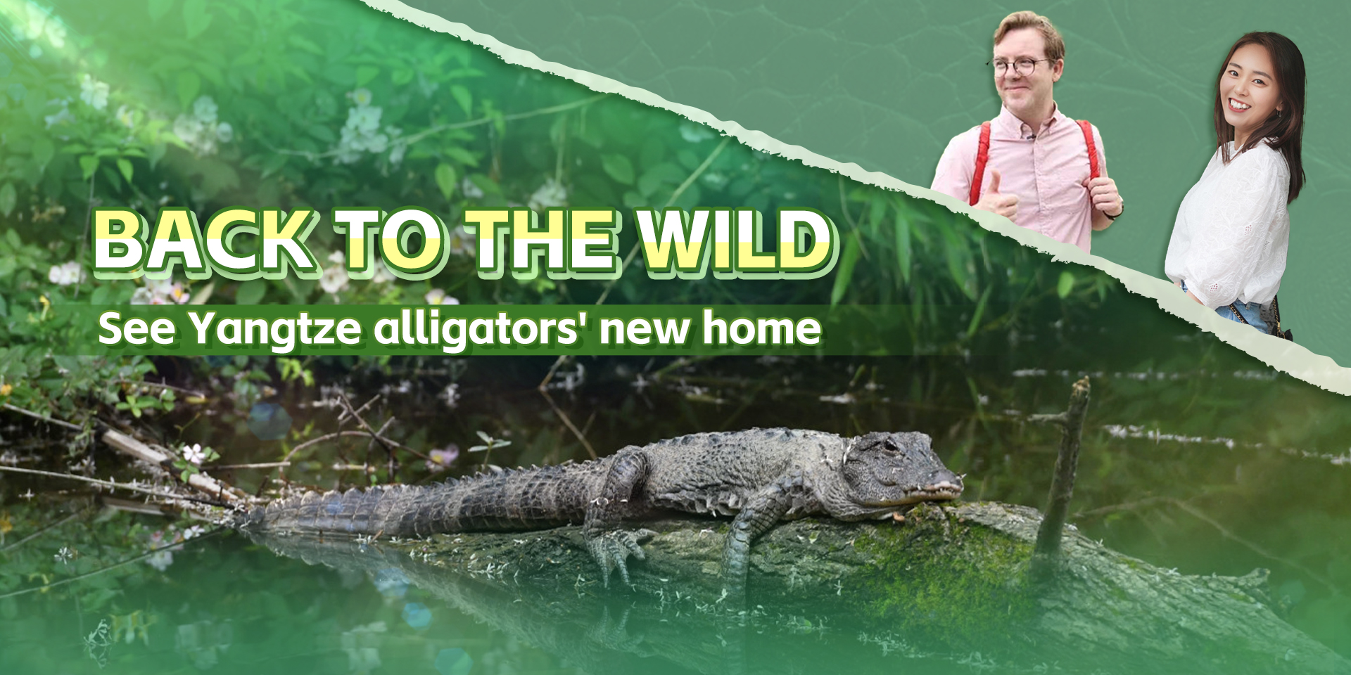Watch it again: Yangtze alligators get released into the wild